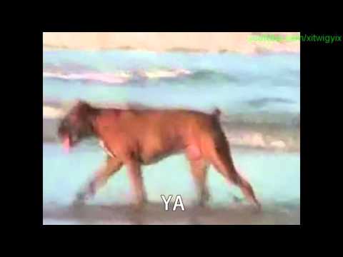 Dog Won't Listen To Owner (Twigy Subtitle Version