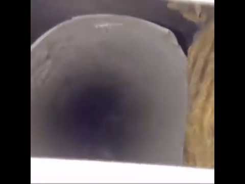 Bird Knows What's Good