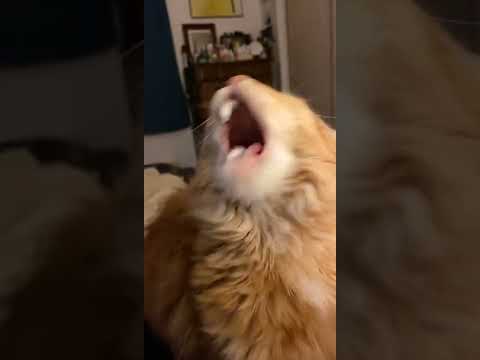 CAT GETS BRAINFREEZE AFTER EATING ICE CREAM 